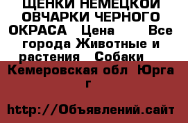 ЩЕНКИ НЕМЕЦКОЙ ОВЧАРКИ ЧЕРНОГО ОКРАСА › Цена ­ 1 - Все города Животные и растения » Собаки   . Кемеровская обл.,Юрга г.